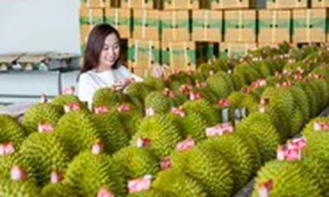 Thủ tướng chỉ đạo loạt nhiệm vụ siết quản lý để thúc đẩy xuất khẩu sầu riêng