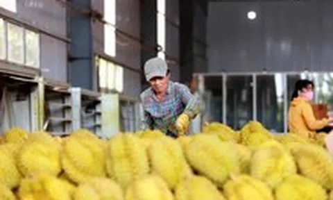 Kiểm soát chặt chất lượng sầu riêng từ khâu trồng trọt đến từng container xuất khẩu