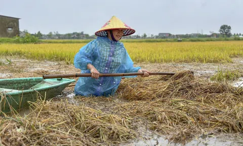 Nông dân Hà Tĩnh ngâm mình cứu hàng nghìn ha lúa bị lũ nhấn chìm