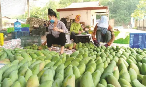 Xoài Việt Nam đang ‘làm mưa làm gió’ ở Trung Quốc