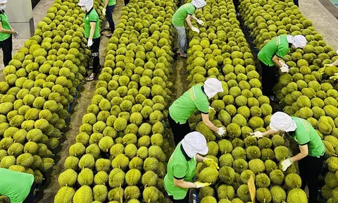Ngụp lặn giữa khủng hoảng, sầu riêng Việt 'lội ngược dòng' thế nào?