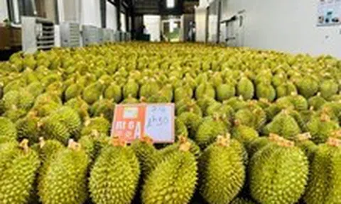 Việt Nam và Trung Quốc thống nhất tháo gỡ vướng mắc về xuất khẩu sầu riêng