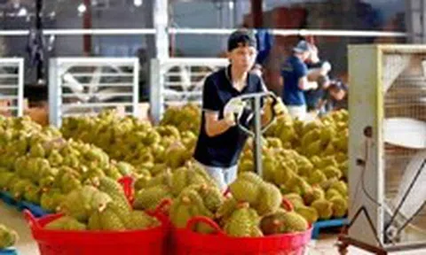 Kiến nghị làm rõ trách nhiệm vụ sầu riêng bị trả vì dư lượng cadimi