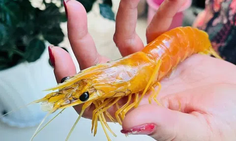 Nuôi tôm hơn 25 năm, phát hiện con tôm sú vàng như luộc