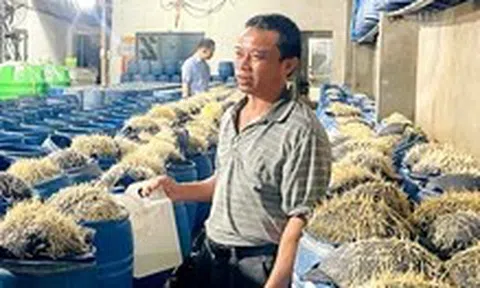 Khởi tố 3 người liên quan vụ ủ giá bằng hóa chất có hại cho sức khỏe