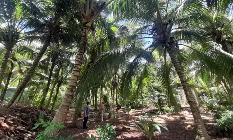 Lãnh đạo Trà Vinh chỉ đạo khẩn khống chế sâu gây hại cây chủ lực