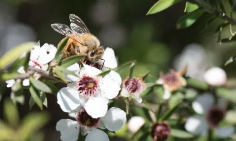 Manuka - Loài hoa tạo nên giọt mật quý từ thiên nhiên nguyên sơ