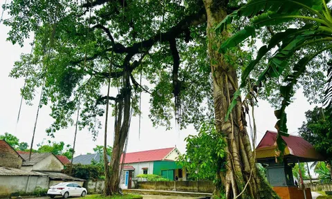 Bộ rễ cây đa cổ thụ tạo hình cổng làng độc đáo