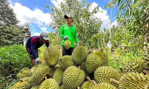 Đại phẫu 'vua' trái cây tỷ USD - Bài 4: Lỗ hổng kiểm soát an toàn thực phẩm