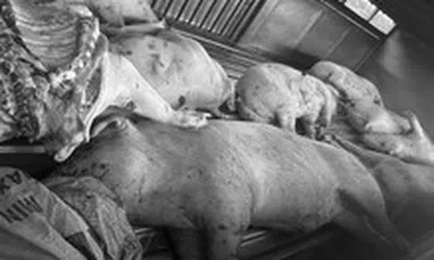 Bộ Nông nghiệp và Môi trường đề nghị các tỉnh xử lý nghiêm việc giết mổ heo bệnh