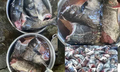 Gần 10 tạ cá mè bị cắt đôi, chết trôi ở cửa xả nước hồ Kẻ Gỗ