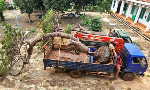 Tạm giữ xe tải chở 2 cây thông bonsai