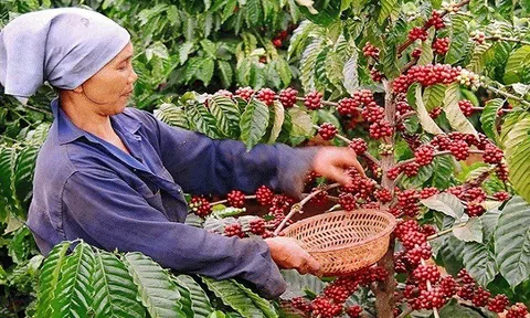 Giá cà phê Việt Nam cao nhất từ trước đến nay