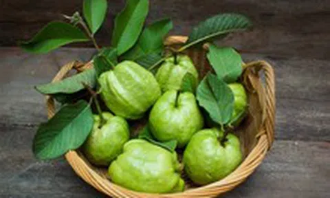 Trái ổi rẻ tiền nhưng cả lá và trái đều tốt cho sức khỏe
