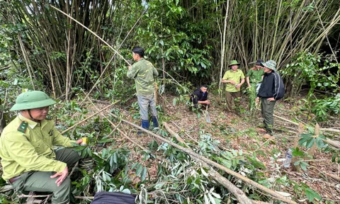 Phá rừng trong đêm, nam thanh niên khai được trả công 300.000 đồng/ngày
