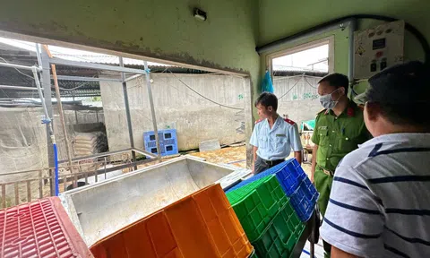 Lùm xùm vụ C.P: Kết quả kiểm tra lò mổ bị 'tố' có heo bệnh