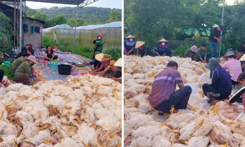 Hơn 10.000 con gà chết ngạt trước ngày xuất chuồng, chủ trang trại mất trắng tiền tỷ