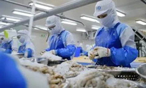 Mức thuế chống bán phá giá tôm Việt Nam vào Mỹ tăng đột biến, doanh nghiệp kêu oan