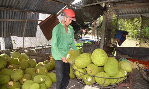 Mít Thái rẻ chưa từng thấy