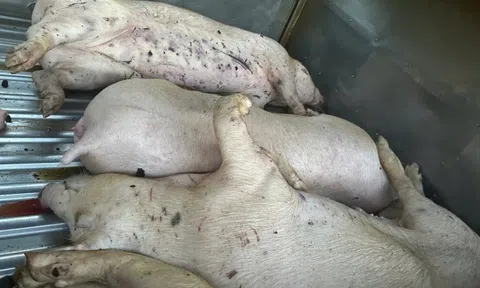 Thông tin liên quan tới heo bệnh phải tiêu hủy