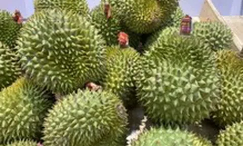 Được đề nghị công bố kết quả kiểm tra phân DAP Hàn Quốc, Cục Trồng trọt và Bảo vệ thực vật nói gì?
