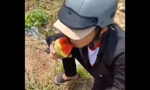 Sự thật về clip hàng tấn dưa hấu ở Bình Dương bị thương lái từ chối, người dân ăn không xuể