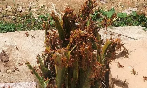 Châu chấu tre bùng phát, 12 tỉnh phía Bắc triển khai biện pháp ngăn chặn