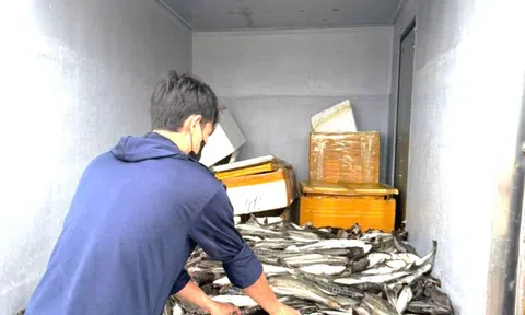 Mưa lũ tại miền Trung diễn biến phức tạp: Cá nuôi chết hàng loạt, người dân mất tiền tỷ