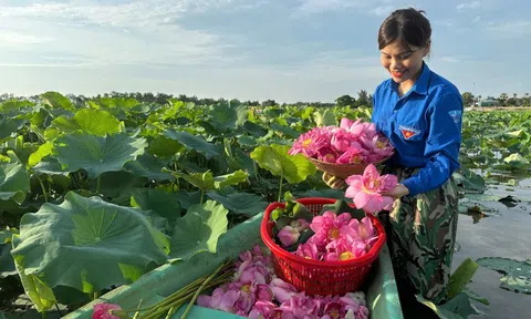 'Biến' vùng đất hoang hóa thành đầm sen thu tiền triệu mỗi ngày
