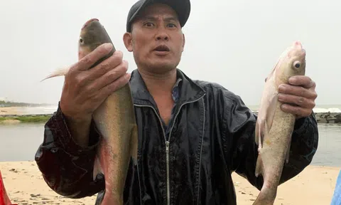 Người Đà Nẵng đổ ra biển bắt cá nước ngọt sau mưa