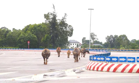 Trâu, bò ‘đi dạo’ trên đại lộ nghìn tỷ