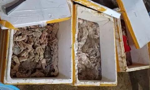 Kinh doanh hơn 3,4 tấn nội tạng động vật không rõ nguồn gốc bị phạt 126 triệu đồng