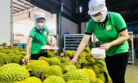 Trái cây Việt ra sao khi Trung Quốc tăng nhập khẩu của nước khác?