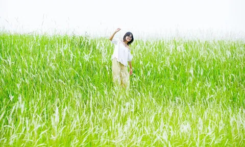 Mê mẩn cỏ lau trắng muốt phủ trắng triền đê ở Hà Nội