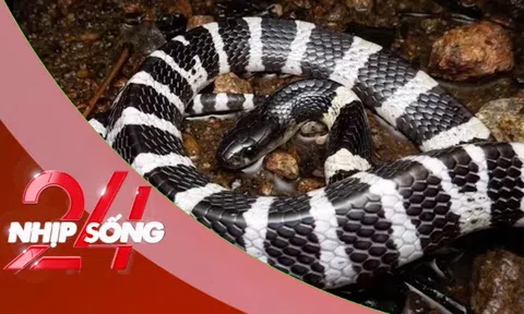 NHỊP SỐNG 24: Rắn bò trong điều hòa ra cắn bé gái: Tại sao rắn hay chui vào điều hòa?