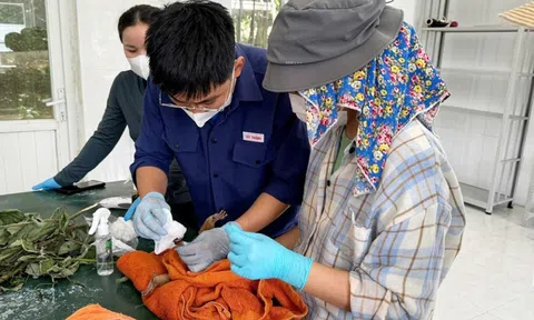 Quảng Bình: Tiếp nhận và cứu hộ 2 cá thể động vật quý hiếm bị thương nặng