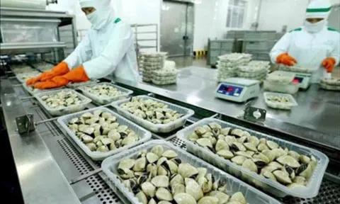 Trung Quốc chi 8 triệu USD mua nghêu Việt Nam