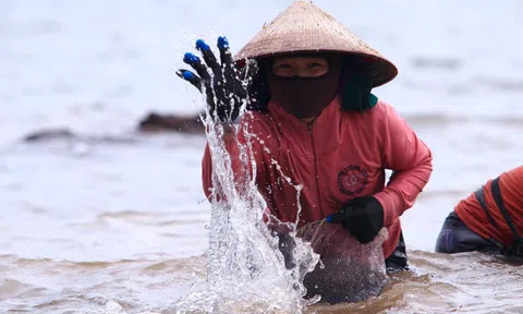 Ngụp lặn với sóng nước, kiếm nửa triệu mỗi ngày từ rong biển