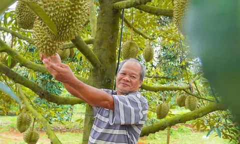 Hình ảnh nông dân Bà Rịa - Vũng Tàu tất bật thu hoạch sầu riêng xuất khẩu đi Trung Quốc
