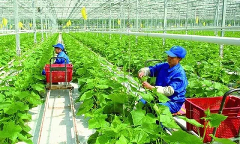 Thứ trưởng Nông nghiệp: Giảm phát thải mới dừng lại ở dự án nhỏ lẻ