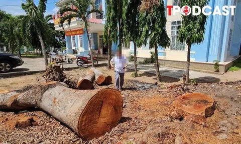 NÓNG 26/6: Vụ cưa bán cây trong công sở sát ngày sáp nhập: Chủ tịch phường lên tiếng