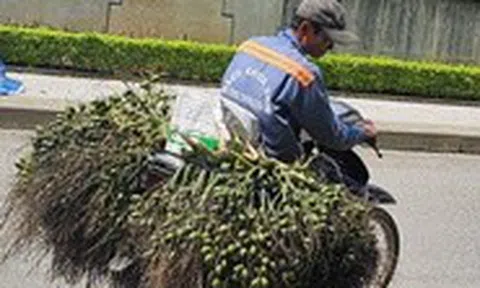 Vì sao Việt Nam tăng mạnh việc nhập khẩu cau?