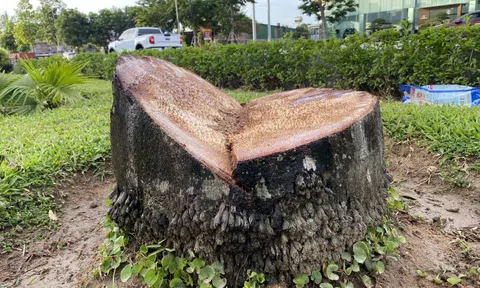 Chặt bỏ hàng trăm cây cau vua trên tuyến đường đẹp nhất TP. Vinh