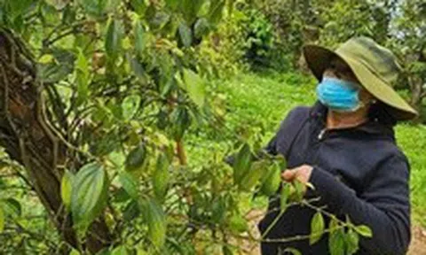 Giá hồ tiêu bất ngờ quay đầu giảm sau nhiều ngày tăng liên tiếp