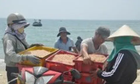 Ruốc xuất hiện dày đặc gần bờ, ngư dân Đà Nẵng đi vớt kiếm tiền triệu mỗi ngày