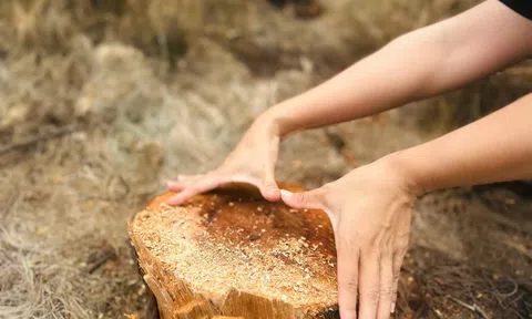 Nhiều diện tích rừng phi lao phòng hộ bị đốn hạ