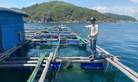 Người làm thuê trộm cắp số tôm hùm trị giá hơn 300 triệu đồng của chủ bè