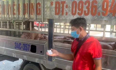 Công an chặn đứng vụ vận chuyển lợn nhiễm dịch về Hải Phòng tiêu thụ