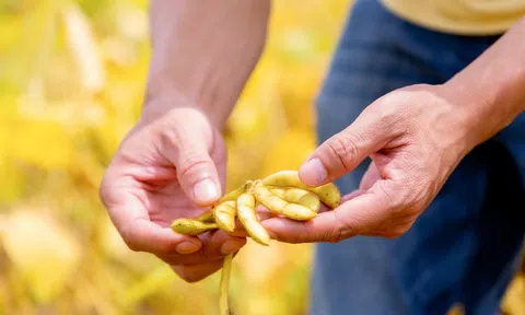 Một hạt đậu có thể 'đi' được bao xa?