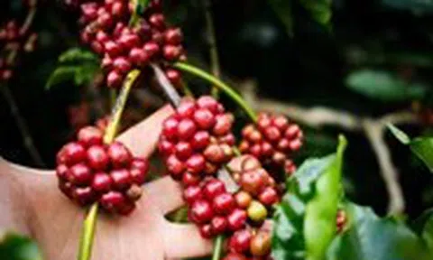 Uống cà phê buổi sáng khi vừa ngủ dậy không tốt cho sức khỏe